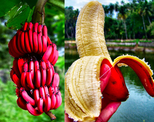 red banana 