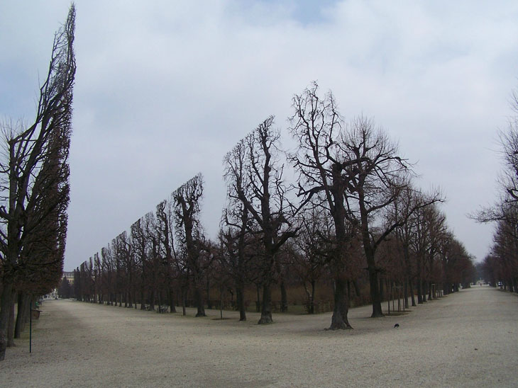 Don’t confuse it with a scene from a sci-fi film, but they are actually real trees